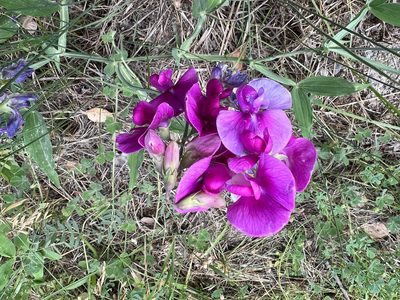 Lathyrus latifolius, photographed by Hydrocycler (Elizabeth Dougherty)