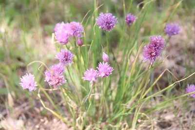 Allium schoenoprasum, photographed by Michel Langeveld
