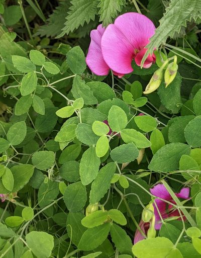 Lathyrus grandiflorus, photographed by lukeromaine