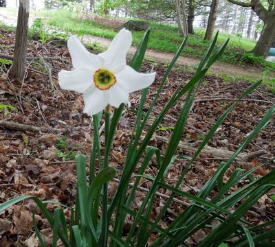Narcissus poeticus, photographed by Michael