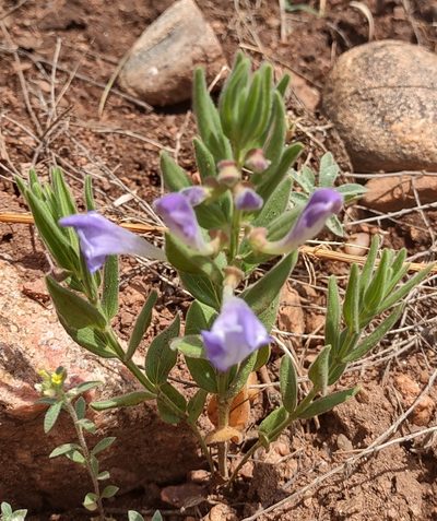 Scutellaria brittonii, photographed by Christian Pietzsch
