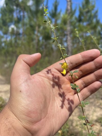 Rhynchosia cytisoides, photographed by Brandon Corder