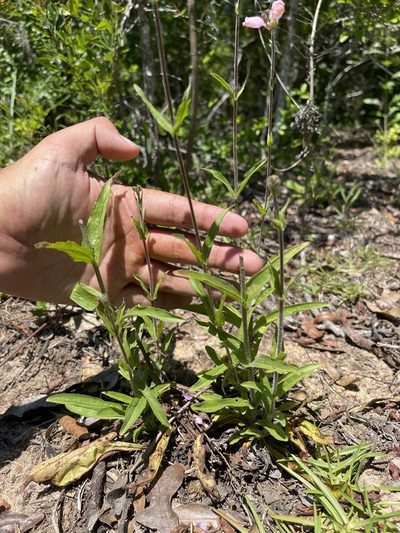 Penstemon australis, photographed by Brandon Corder