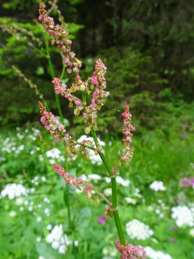Rumex alpestris, photographed by Thomas Koffel