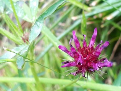 Trifolium willdenovii, photographed by B Staffan Lindgren