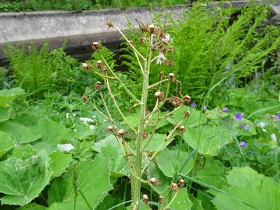 Petasites albus, photographed by Thomas Koffel