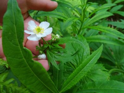 Ranunculus aconitifolius, photographed by Thomas Koffel