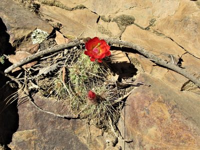 Echinocereus santaritensis, photographed by sprcrkwild