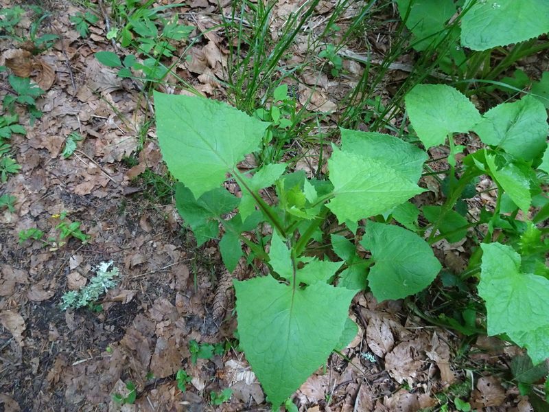 Cicerbita alpina, photographed by Thomas Koffel