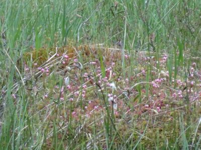 Vaccinium oxycoccos, photographed by Thomas Koffel