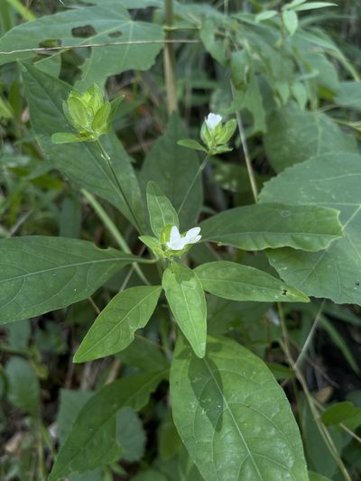 Yeatesia viridiflora, photographed by Brandon Corder