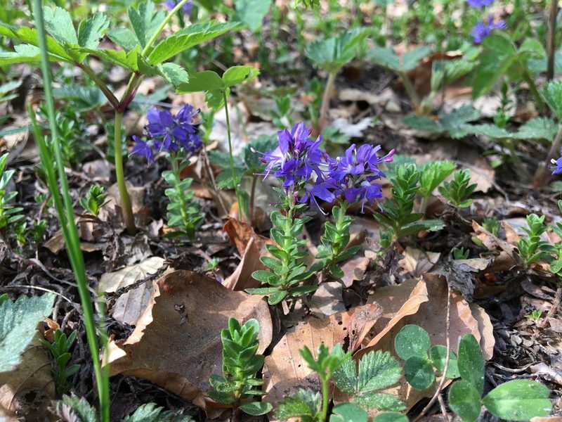 Veronica saturejoides, photographed by Mirko Ubović