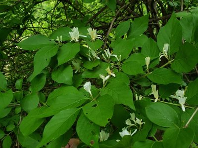 Lonicera maackii, photographed by Dave Behm