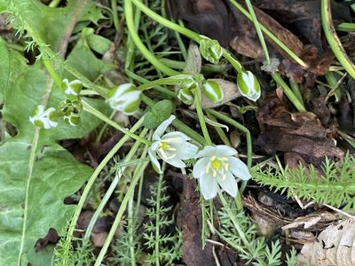 Ornithogalum umbellatum, photographed by David Balaban