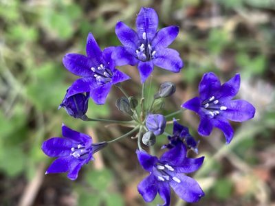 Triteleia laxa, photographed by Hydrocycler (Elizabeth Dougherty)