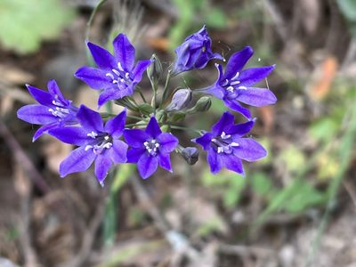 Triteleia laxa, photographed by Hydrocycler (Elizabeth Dougherty)