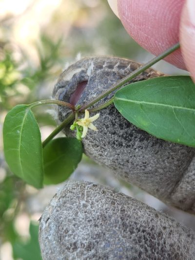 Metastelma palmeri, photographed by Jo Roberts