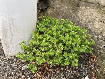Euphorbia peplus, photographed by Pavel Kacl