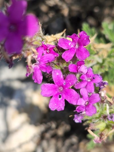 Verbena tumidula, photographed by Jo Roberts