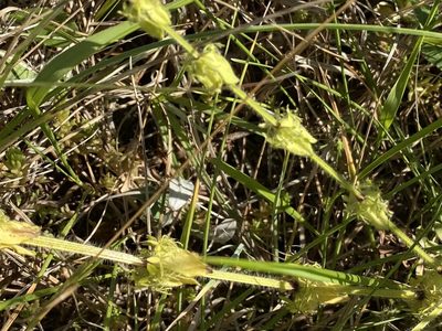 Cruciata laevipes, photographed by rmjb