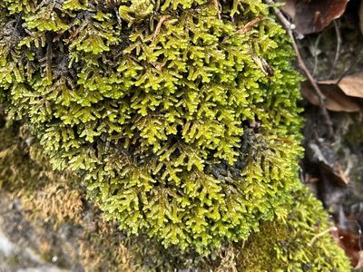 Porella platyphylla, photographed by Pavel Kacl