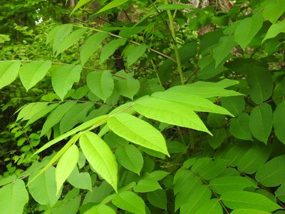 Juglans nigra, photographed by Yann Kemper