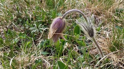 Pulsatilla vernalis, photographed by Philipp
