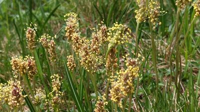 Plantago alpina, photographed by Philipp