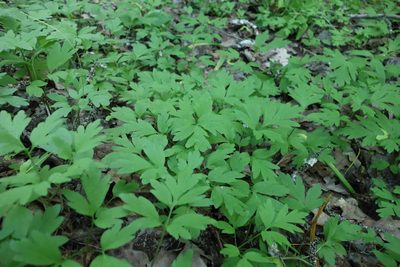 Adoxa moschatellina, photographed by Aleksei Baushev