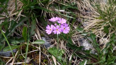 Primula farinosa, photographed by Philipp