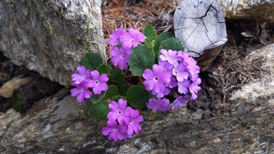 Primula hirsuta, photographed by Philipp