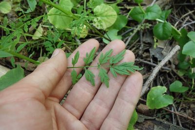Cardamine impatiens, photographed by Aleksei Baushev