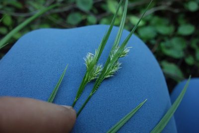 Carex pallescens, photographed by Aleksei Baushev