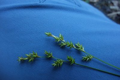 Carex elongata, photographed by Aleksei Baushev