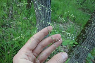 Milium effusum, photographed by Aleksei Baushev