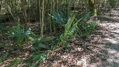 Sabal minor, photographed by Joseph Aubert