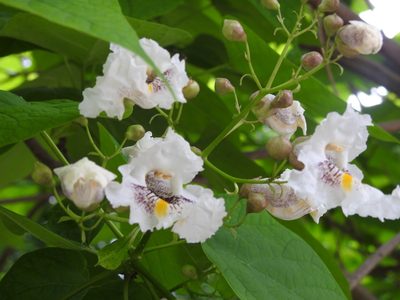 Catalpa speciosa, photographed by Yann Kemper