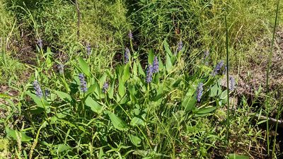 Pontederia cordata, photographed by Joseph Aubert