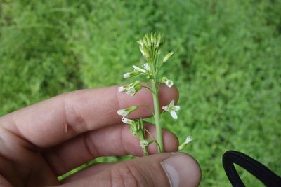 Turritis glabra, photographed by Aleksei Baushev