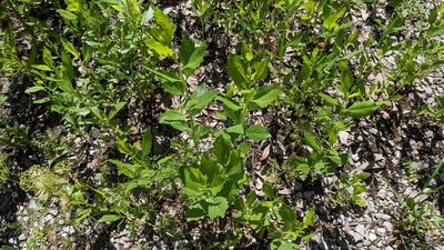 Baccharis halimifolia