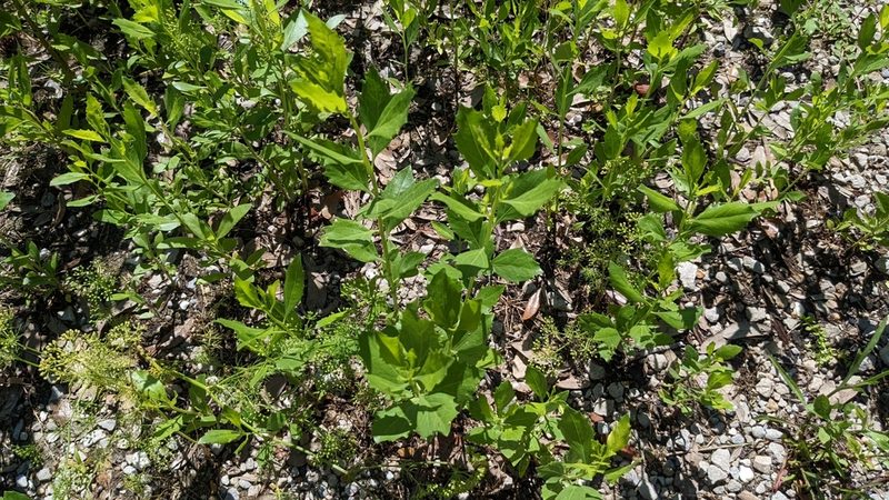 Baccharis halimifolia, photographed by Joseph Aubert
