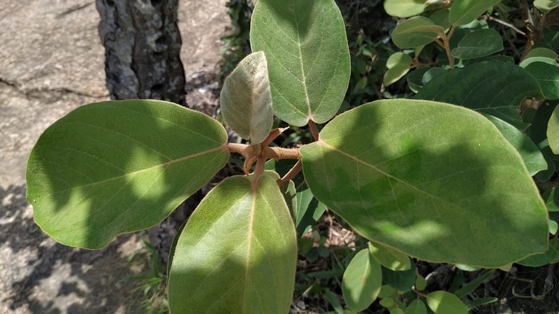 Ficus mollis, photographed by Firos AK