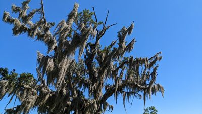 Tillandsia usneoides
