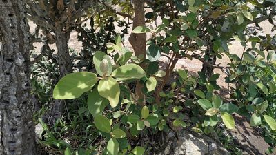 Ficus mollis, photographed by Firos AK