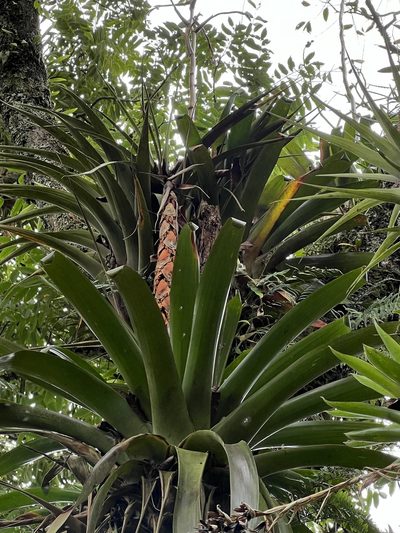 Vriesea tequendamae, photographed by Nicolás Baresch Uribe
