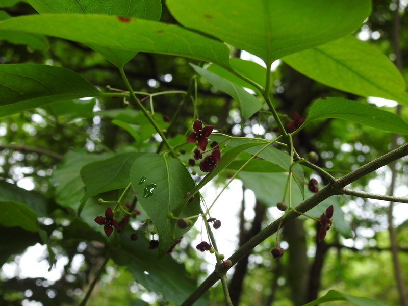 Euonymus atropurpureus, photographed by Yann Kemper