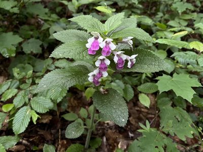 Melittis melissophyllum, photographed by Pavel Kacl
