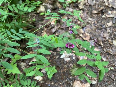 Lathyrus niger, photographed by Pavel Kacl