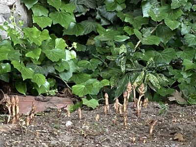 Orobanche hederae, photographed by John Kenrick Gibson