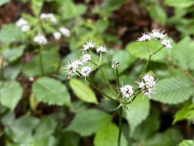 Sanicula europaea, photographed by Pavel Kacl